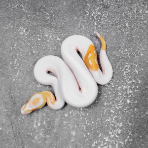 Albino Pied