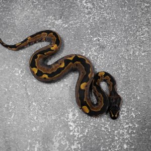 Shatter YB 100% Het Candy