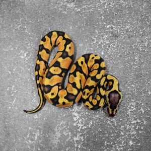 OD / Enchi Pastel Asphalt / Specter (HI)