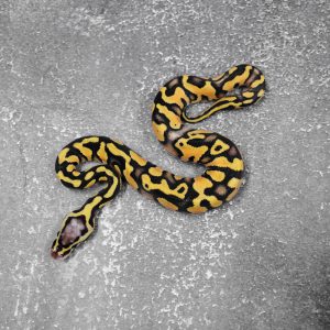 OD / Enchi Pastel Asphalt / Specter (HI)