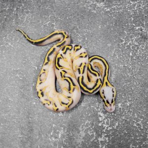 Pastel Parkway Poss OD Enchi