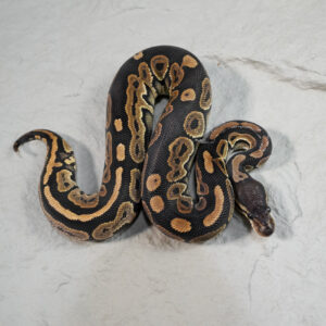 Cinnamon 100% Het Puzzle
