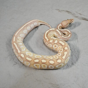 Banana Lesser 100% Het Puzzle