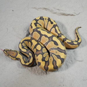 Enchi Hypo 100% Het Clown