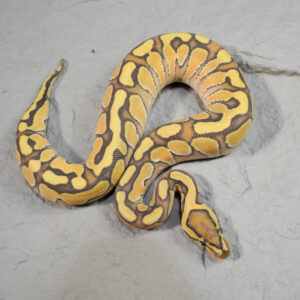 Russo Enchi Hypo 100% Het Clown