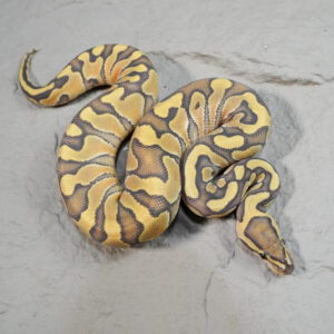 Russo Enchi Hypo 100% Het Clown