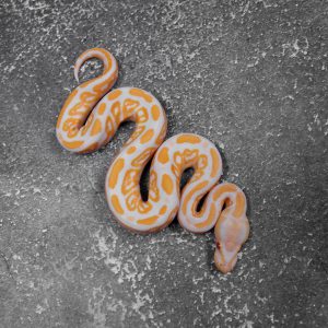 Black Pastel Candy 100% Het Clown