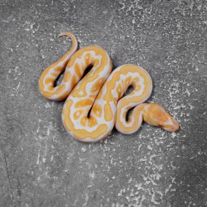 Cypress Candy 100% Het Clown