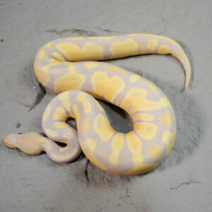 Candy / Candino 100% Het Pied