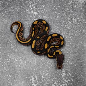 Black Pastel 100% DH Candy Clown Poss Cypress