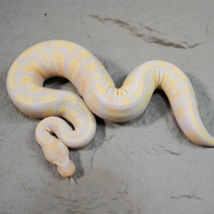 Candy / Candino 100% Het Pied