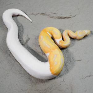 Candy / Candino Pied