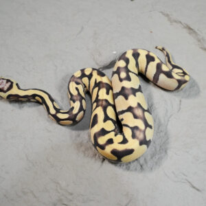 Enchi Pastel Desert Ghost 100% Het Cryptic Poss Fire