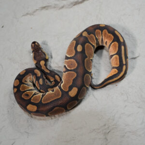 Enchi Cinnamon 100% DH Cryptic Desert Ghost