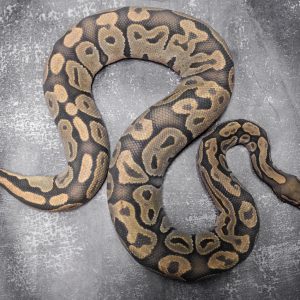 Hypo