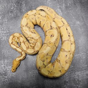 Banana OD YB 100% Het Clown (Proven 9 Eggs)