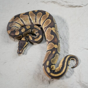 Enchi 100% DH Cryptic Desert Ghost