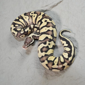 Enchi Fire Pastel 100% DH Cryptic Desert Ghost