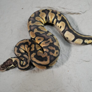 Pastel 100% DH Cryptic Desert Ghost