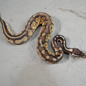 Cinnamon Enchi Pastel 100% DH Cryptic Desert Ghost