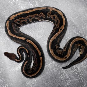 Leopard Cinnamon
