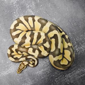 Pastel Enchi Chocolate  Desert Ghost  66% Het Hypo