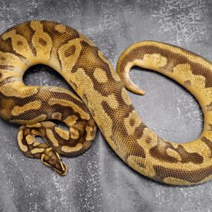 Enchi Firefly 100% Het Pied 66% Het Ultramel