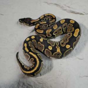 Poss Huffman 100% DH VPI Axanthic Pied