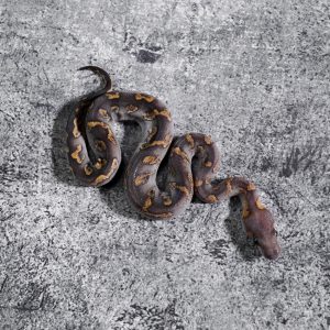 GHI Mojave Spotnose YB Clown