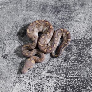 GHI Mojave Spotnose Fire OD / YB Clown (HI)