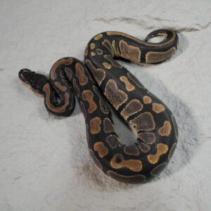 Normal 100% DH VPI Axanthic Pied