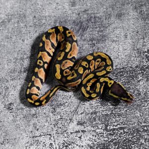 Vanilla Pastel 66% Het Puzzle