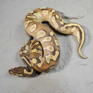 OD Mojave YB 100% DH Hypo Pied Poss Enchi (HI)