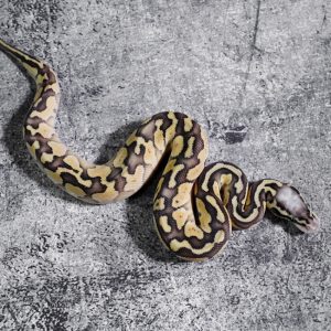 Super Pastel Lesser Vanilla 66% Het Puzzle