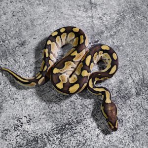 Lesser Vanilla 66% Het Puzzle