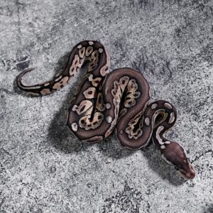 Pastel Cinnamon Vanilla 66% Het Puzzle