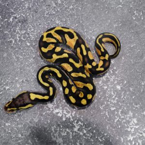 Chocolate Pastel  66% DH Desert Ghost Hypo