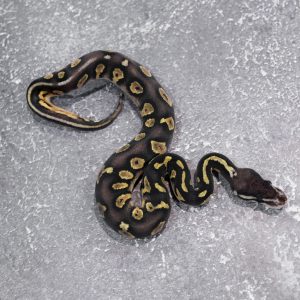 Black Head Red Gene Chocolate Pastel  66% DH Desert Ghost Hypo