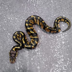Chocolate Pastel 66% DH Desert Ghost Hypo (Kink)