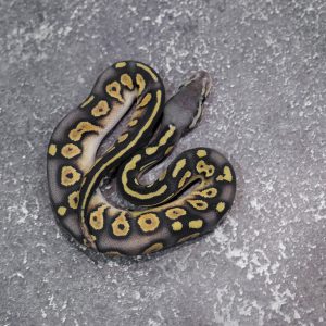 Black Head Red Gene Chocolate Pastel Hypo 66% Het Desert Ghost