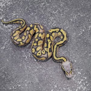 Black Head Red Gene Mojave Pastel Hypo 66% Het Desert Ghost