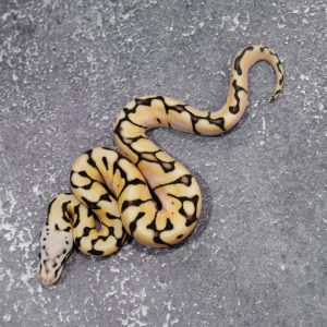 Black Head / Chocolate Pastel Spider 66% DH Desert Ghost Hypo