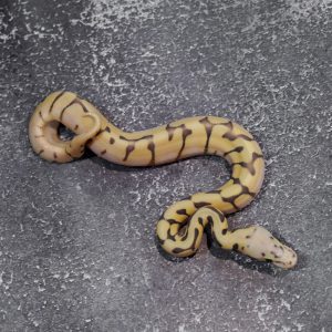 Black Head / Chocolate Pastel Spider Desert Ghost Hypo