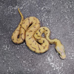 Black Head / Chocolate Mojave Pastel Spider Desert Ghost Hypo