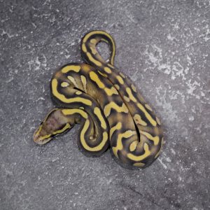 Black Head Chocolate Mojave Pastel Desert Ghost Hypo