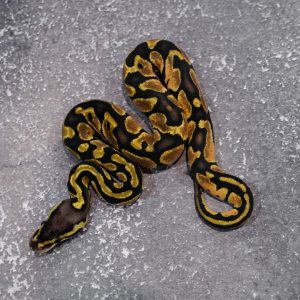 Pastel 100% DH Puzzle Desert Ghost Poss OD (HI)
