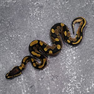 Blade 100% DH VPI Axanthic Desert Ghost