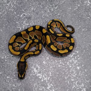 Blade 100% DH VPI Axanthic Desert Ghost