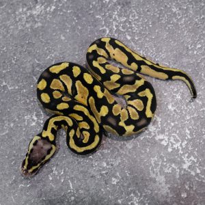 Pastel Blade 100% DH VPI Axanthic Desert Ghost