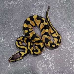 Pastel Blade 100% DH VPI Axanthic Desert Ghost